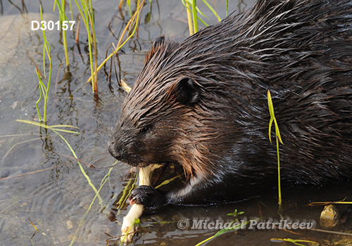 North American Beaver (Castor canadensis)